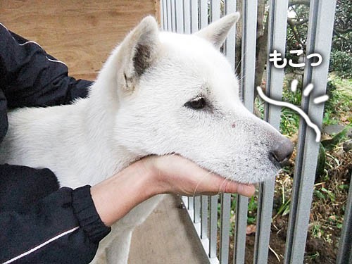 アナタ お鼻がどうしました 大宮の風