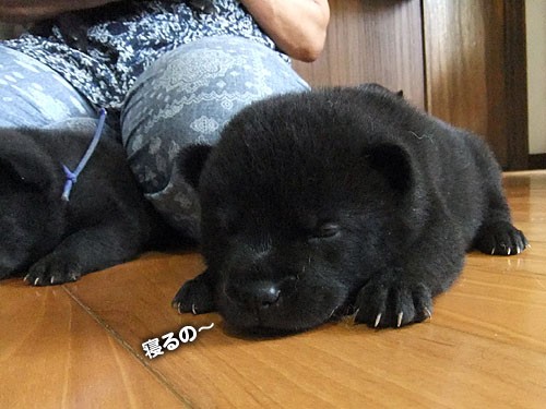 超かわいい甲斐犬ベイビィズ 大宮の風