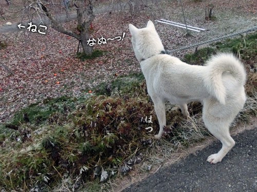 草食犬 大宮の風