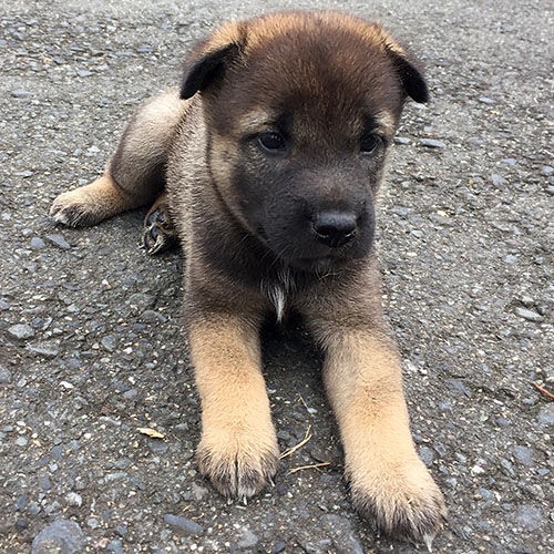 有色紀州犬baby 大宮の風