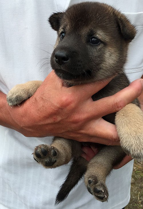 有色紀州犬baby 大宮の風