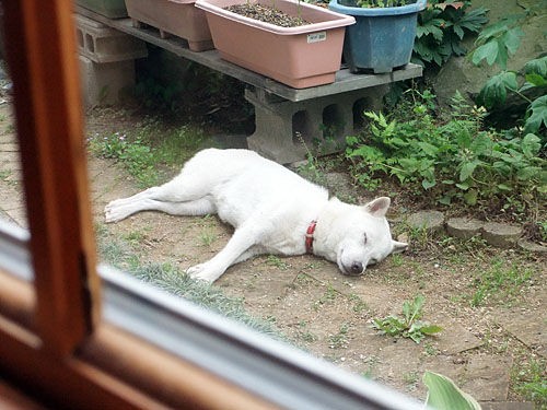 正しい庭犬 大宮の風
