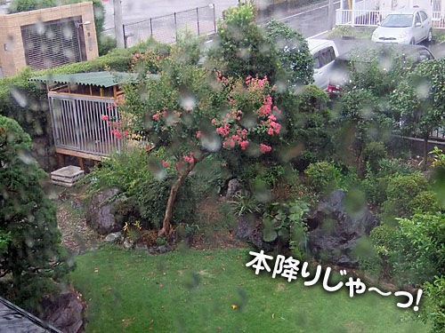 雨のヘリ 大宮の風