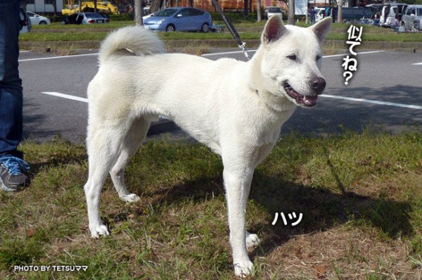 紀州犬好きの心くすぐる洋犬 大宮の風