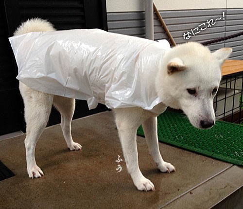 雨具 大宮の風