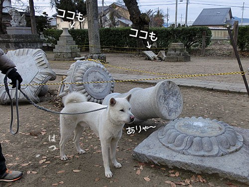 草食犬 大宮の風 草食犬 大宮の風