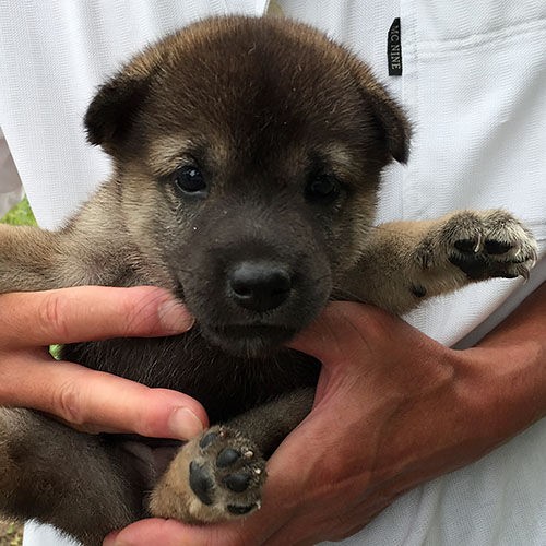 有色紀州犬baby 大宮の風