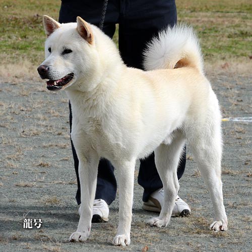 第111回日本犬全国展 紀州犬雄部 大宮の風