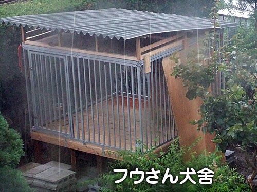 犬と台風と梅 大宮の風