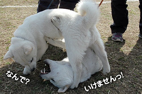 彩の国で道犬祭り！ : 大宮の風