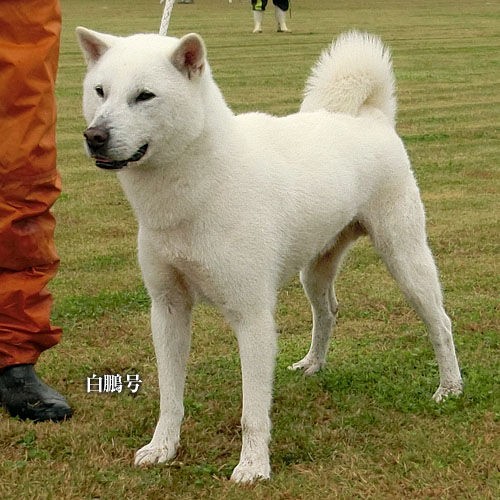 全国展 紀州犬雄部 大宮の風