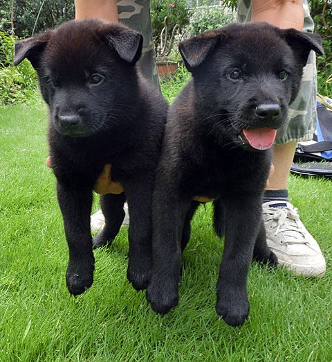 甲斐犬 雄 飼い主募集中 大宮の風