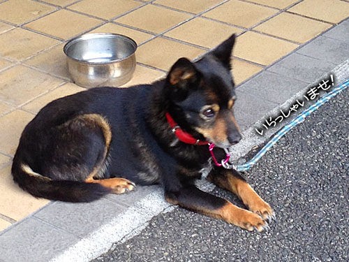 紀州犬と歩く熊野古道 大宮の風