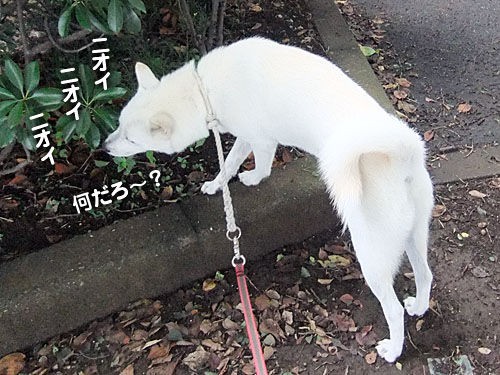 犬猫語完全翻訳機 大宮の風