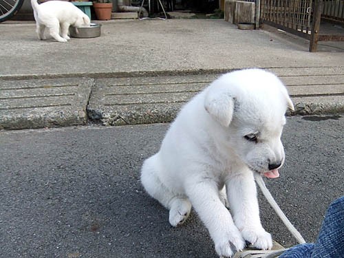 生後1ヶ月の仔犬達 大宮の風