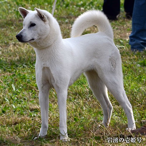 平成30年日保全国展 紀州犬雌部 大宮の風