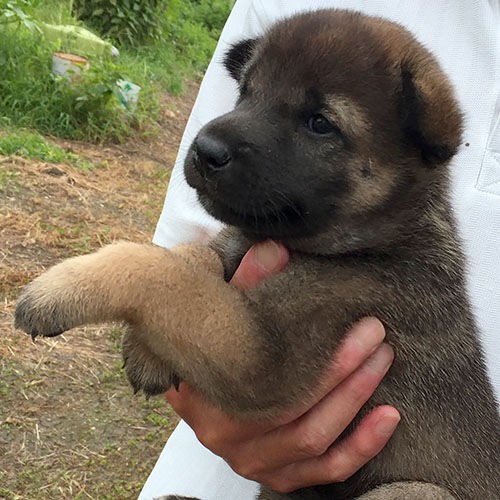 有色紀州犬baby 大宮の風