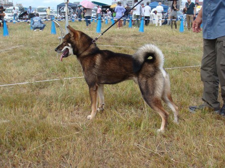 日本犬保存会秋季津山支部展 中型四国犬 紀州犬しろちゃん2