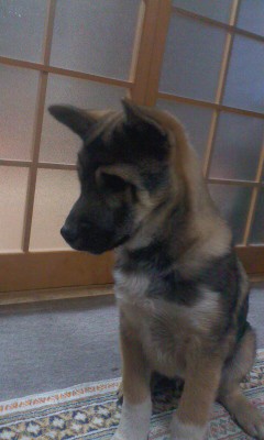 有色紀州犬仔犬 紀州犬しろちゃん2