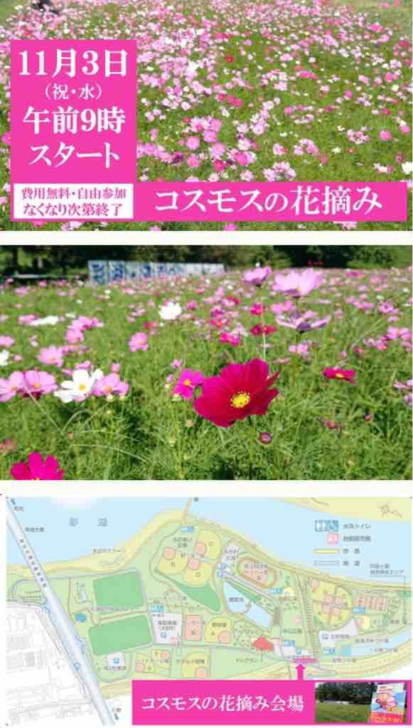 彩湖・道満グリーンパークで「コスモスの花摘み」が本日（11月3日）午前9時から開催されます。参加費無料で花がなくなり次第終了。誰でも参加できます。 :  戸田市に住むと楽しいな！