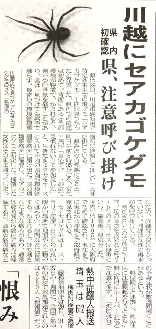 埼玉県内で毒蜘蛛セアカゴケグモ見つかる！ : 戸田市に住むと楽しいな！