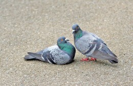 鳩 北習日記 鳩 北習日記