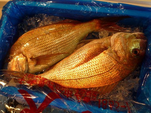 石鯛の塩焼き 食生活日記