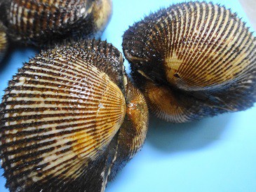 日本一の閖上の赤貝 一度は食べたい キッチン夫婦 Powered By ライブドアブログ