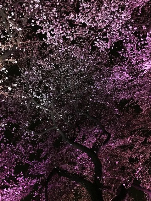 お花見 夜桜 桜を見ながら屋台でいっぱい 靖国神社 おいしいごはんが食べたい お茶の水 小川町 神保町 淡路町編