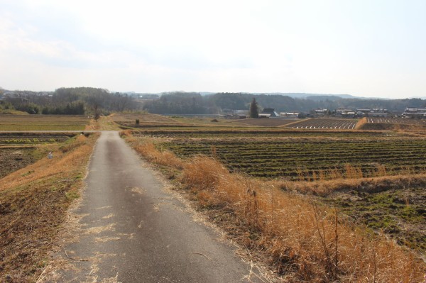 早春の田舎の雑草を調査 てきとう自然観察記録