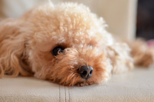 なんj犬部 飼いたい犬種で打線組んだｗｗｗｗ きうり畑 なんj