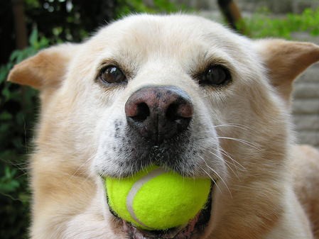 犬 ほな また ワイ もう犬なんて飼わん 号泣 きうり畑 なんj