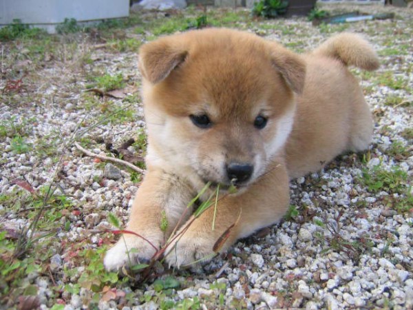なんj犬部 飼いたい犬種で打線組んだｗｗｗｗ きうり畑 なんj