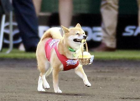 なんj犬部 人気犬ランキング1位がトイ プードルという事実 きうり畑 なんj