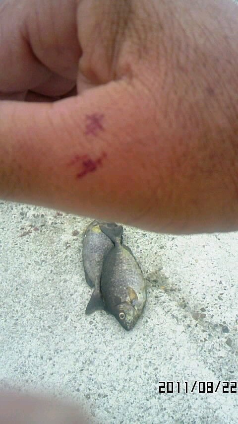 刺された アイゴに 極眼会