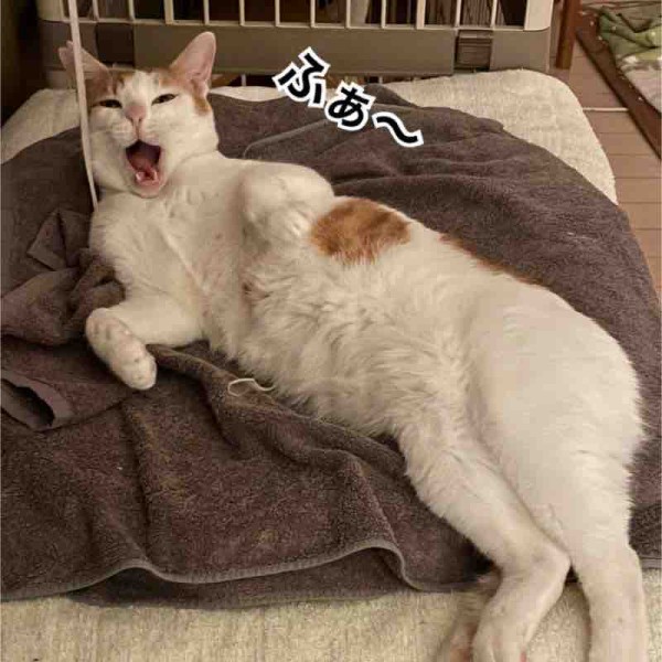 腹見せポーズや : 清春の幸せ探し