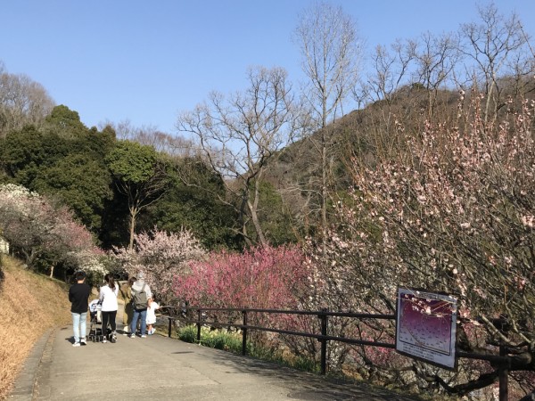 和歌山緑化センター 梅見頃 O きよひめの気ままにロザリアン