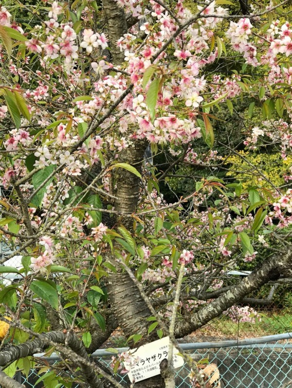 秋バラ ヒマラヤ桜 和歌山緑化センター きよひめの気ままにロザリアン