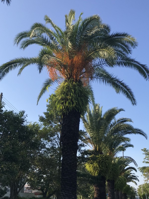 ココスヤシ3株セット【引き取り限定】 ココスヤシ3株セット【引き取り限定】 ココスヤシ3年目 2鉢