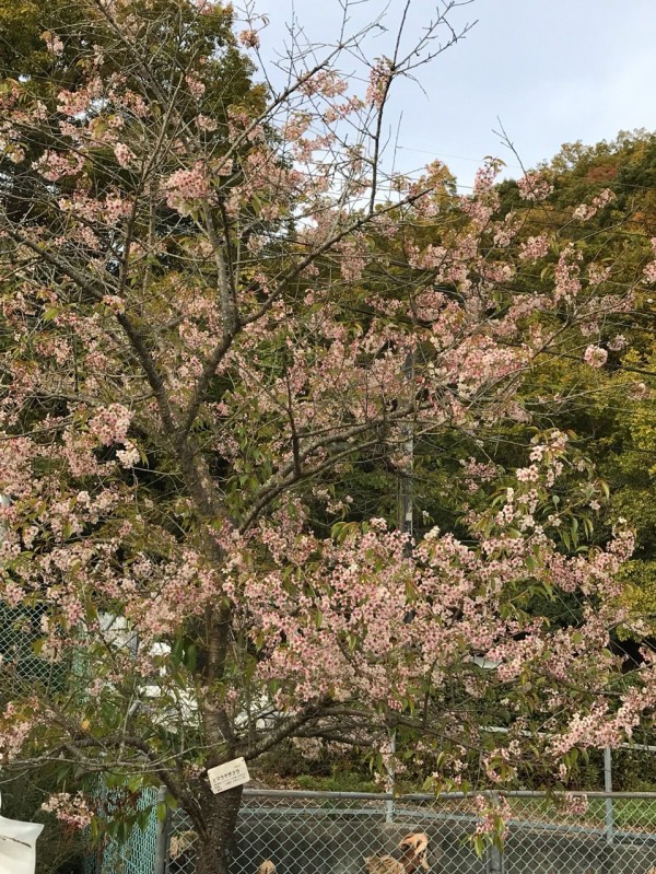 秋バラ ヒマラヤ桜 和歌山緑化センター きよひめの気ままにロザリアン