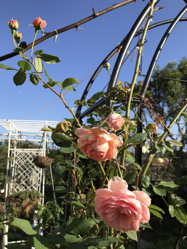 秋のウィリアムモーリス ガードルードジェキル他 きよひめの気ままにロザリアン