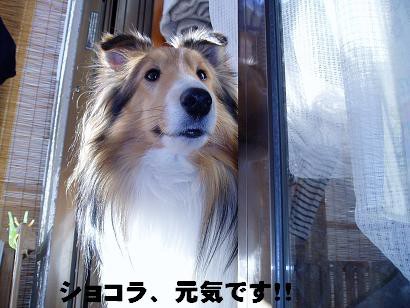 こわい 誤飲 臆病シェルティー ショコラの奮闘日記