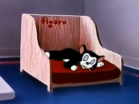 2月22日は猫の日 フィガロはどこで寝てる きよみたん かずちん師匠の写真集 ブログ