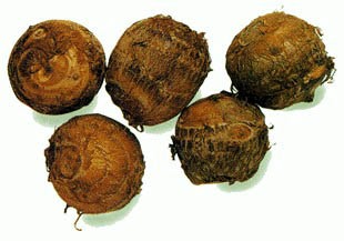 里芋 サトイモ キヨたんの裏日誌