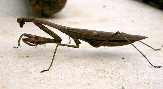 カマキリ キヨたんの裏日誌