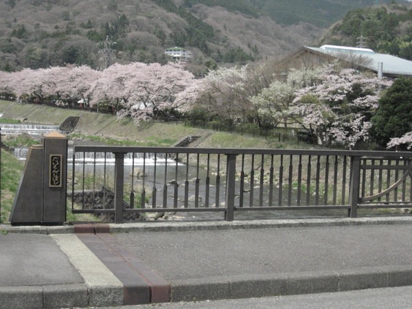 箱根の桜の名所へ 宮城野早川河川敷の桜並木 自由気ままな一人旅