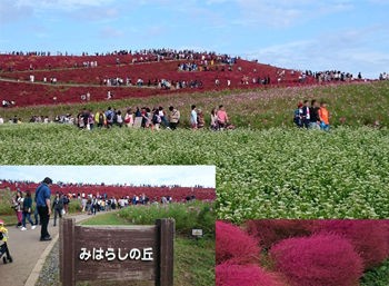 ひたち海浜公園 コキアが見ごろコキア見頃 結婚相談所kizuna スタッフブログ