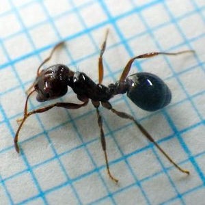 内陸部で初 ヒアリ 発見に動揺が 愛知県春日井市 自然災害まとめ