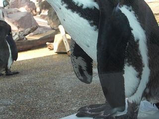 オットセイのヒレ ペンギンの翼 アザラシのヒレ けいkids まり先生のブログ