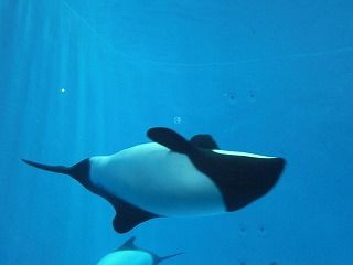 三重県 鳥羽水族館 ジュゴン スナメリ マナティー : けいkids+まり先生